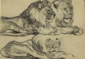 Lions in the Artis Zoo - Willem Dooijewaard